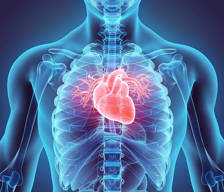 Combining L arginine and L citrulline to Improve Circulation Chiropractic Economics