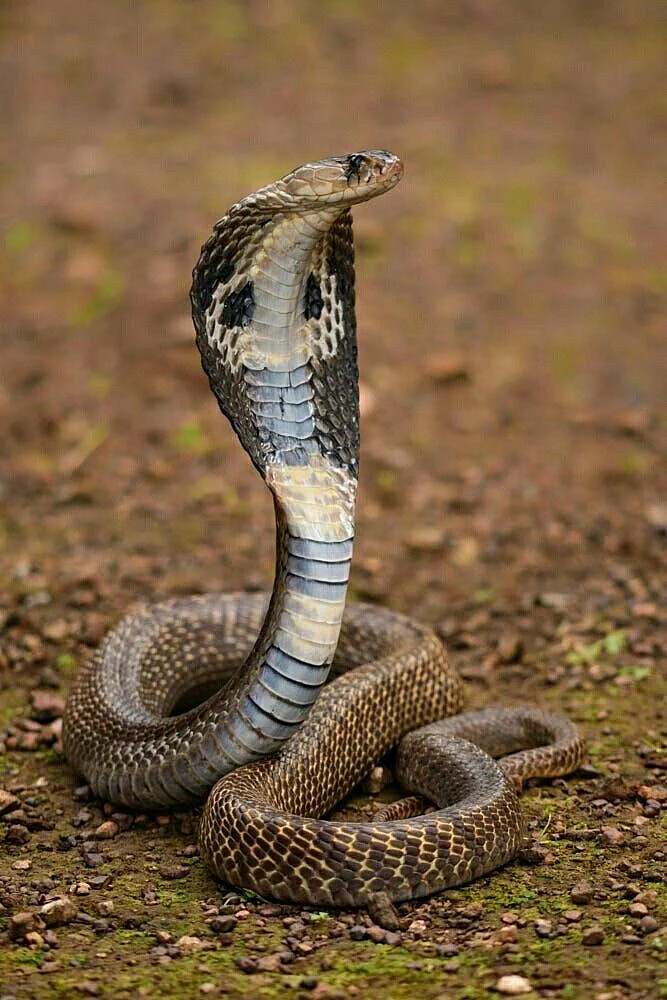snakes 3