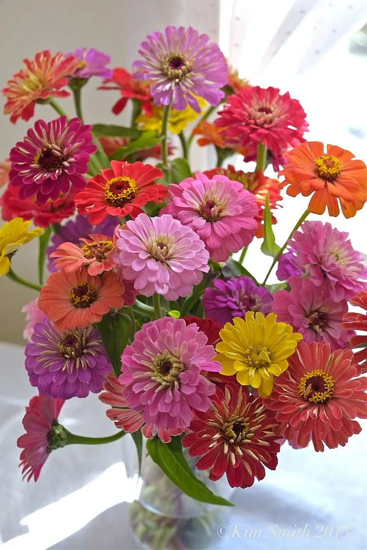 Zinnia