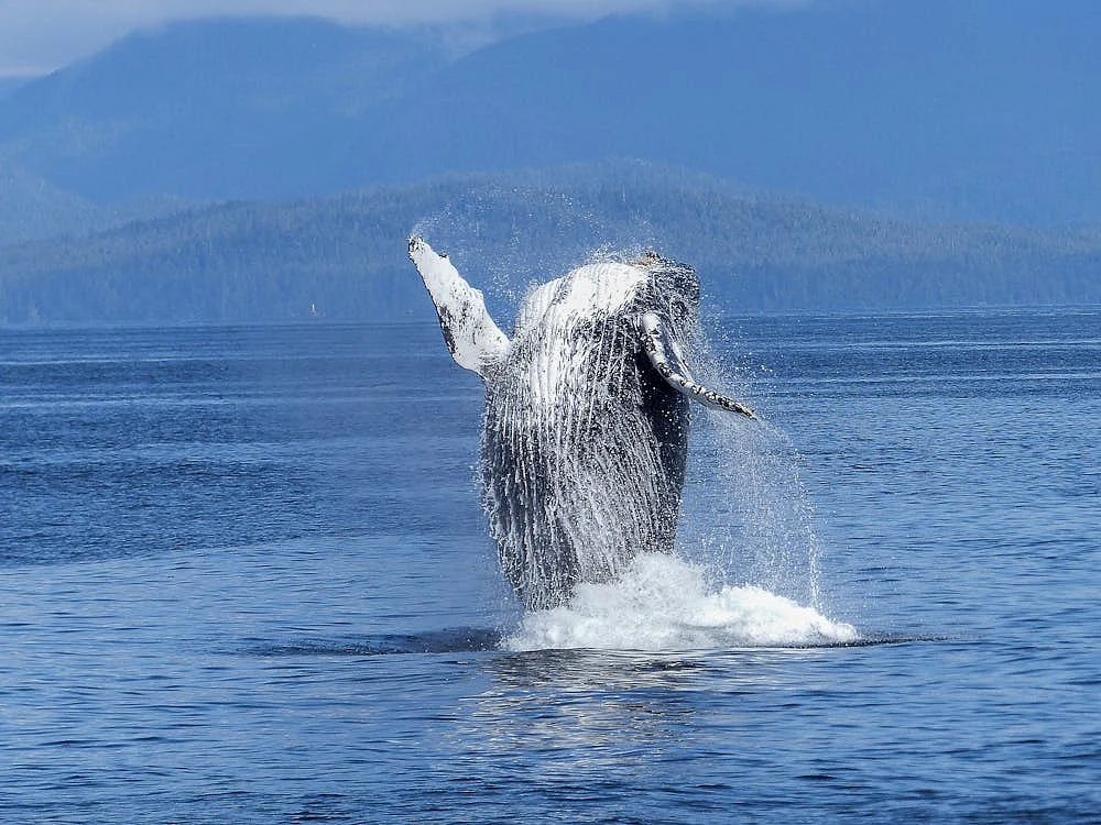 whale 5