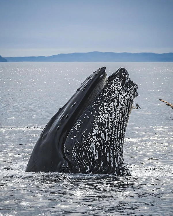 whale 1