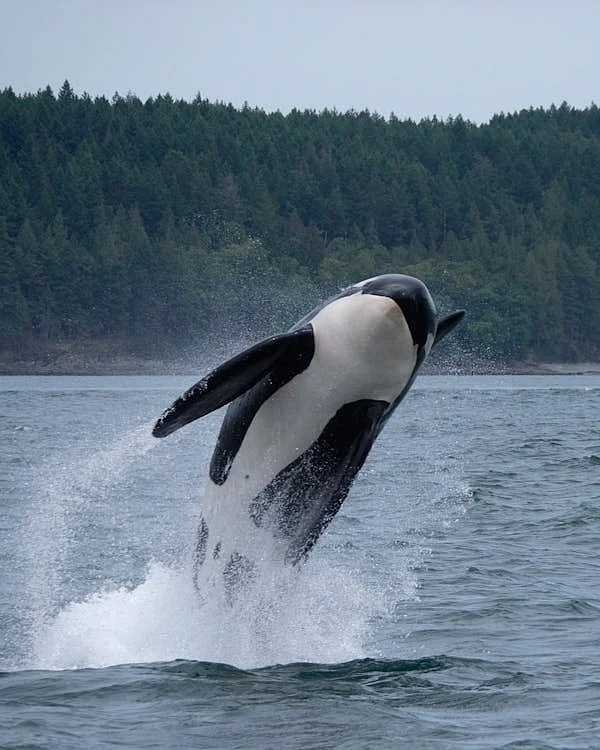 whale 3