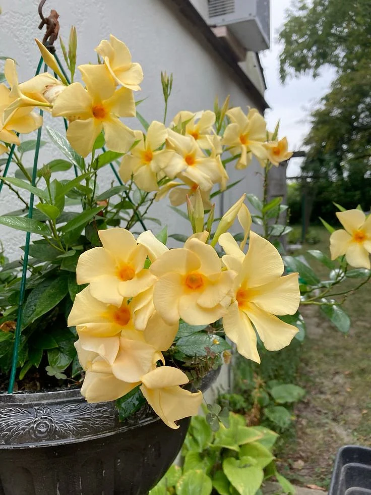 Mandevilla