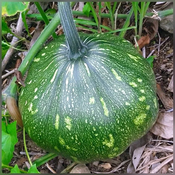 vegetable 3