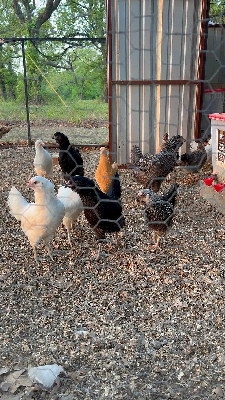 Growing chicks ❤️chicks chickens farm