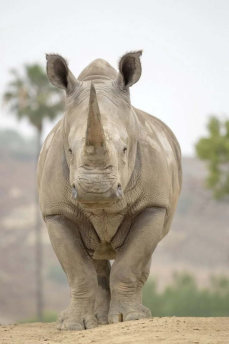 Southern White Rhino