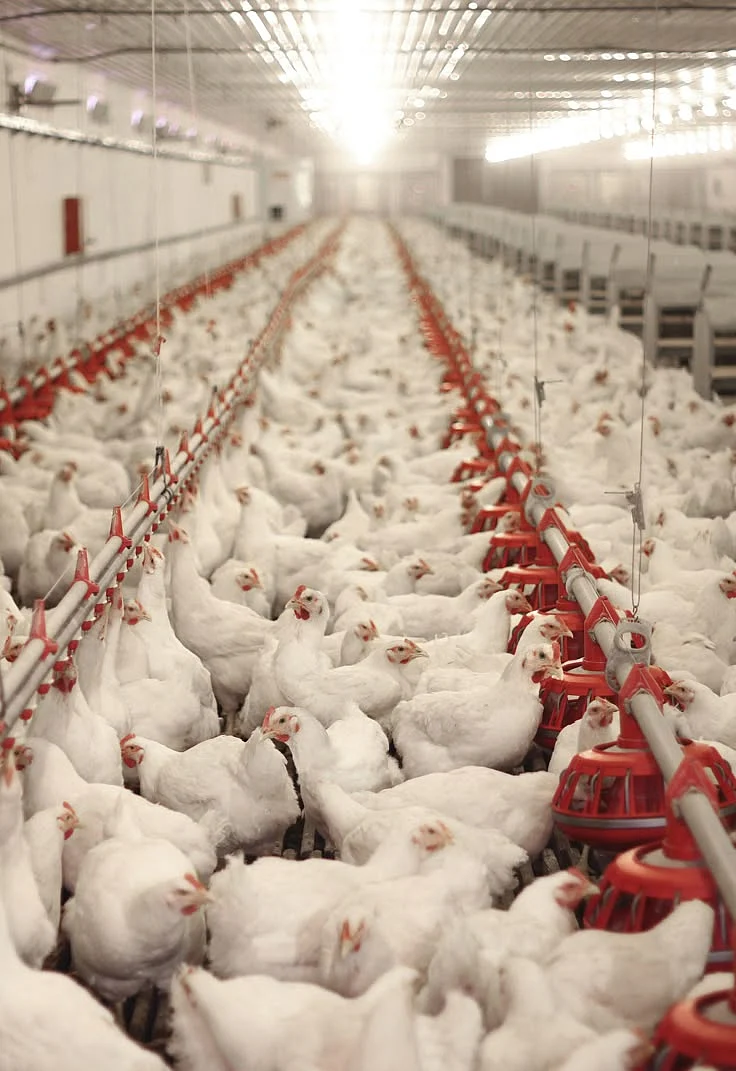 USDA Research demonstrates that ONCE® AgriShift® LEDs Are Best For Broilers