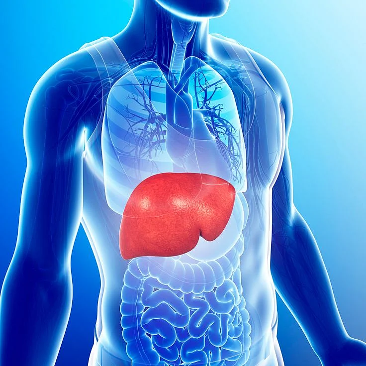 Love Your Liver part 2 Showit Blog