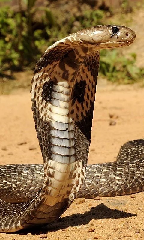snakes 5