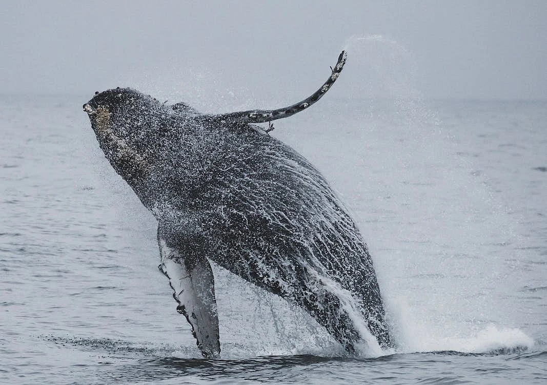whale 4