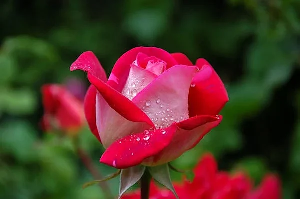 Rose 123