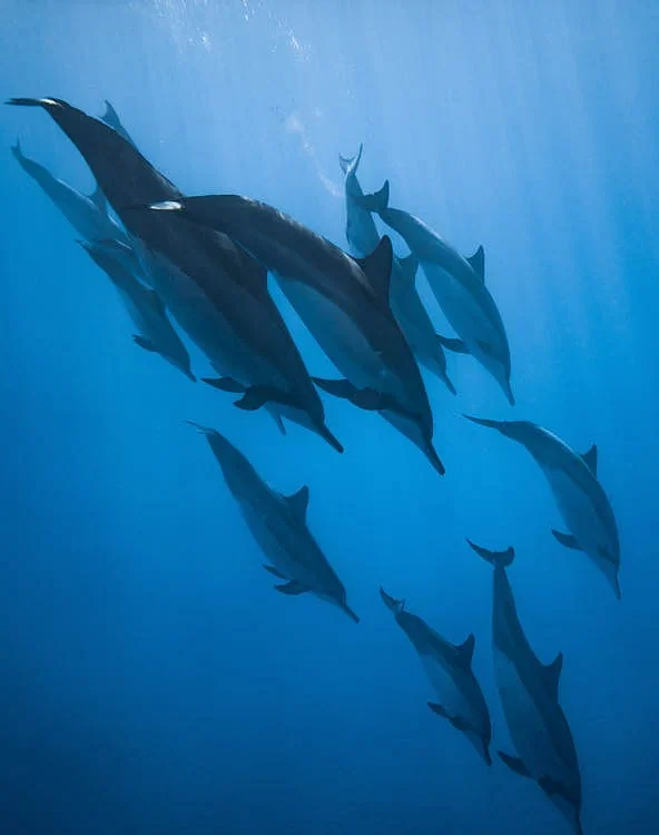sea
