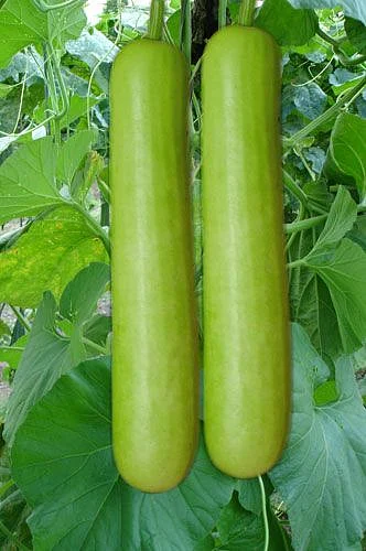 vegetable 6