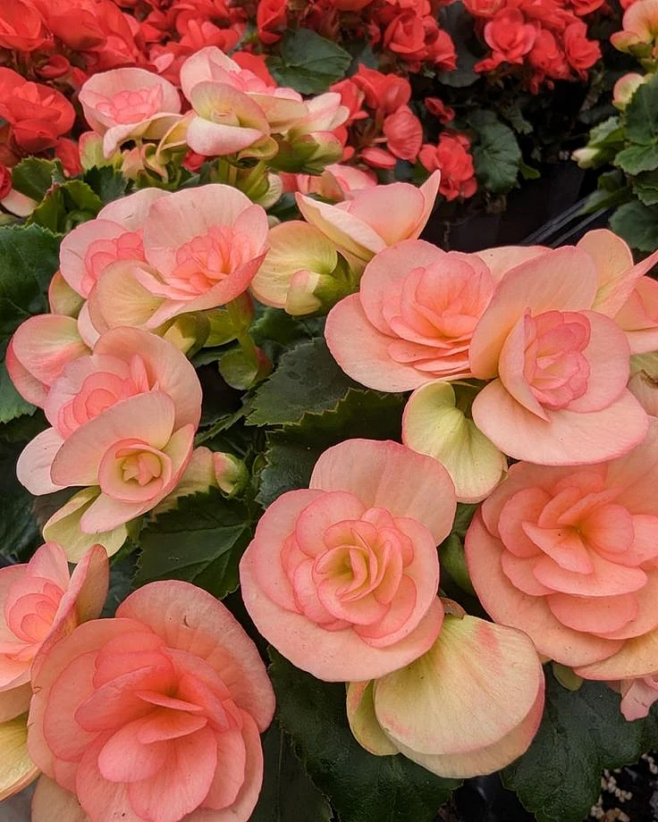 Begonia