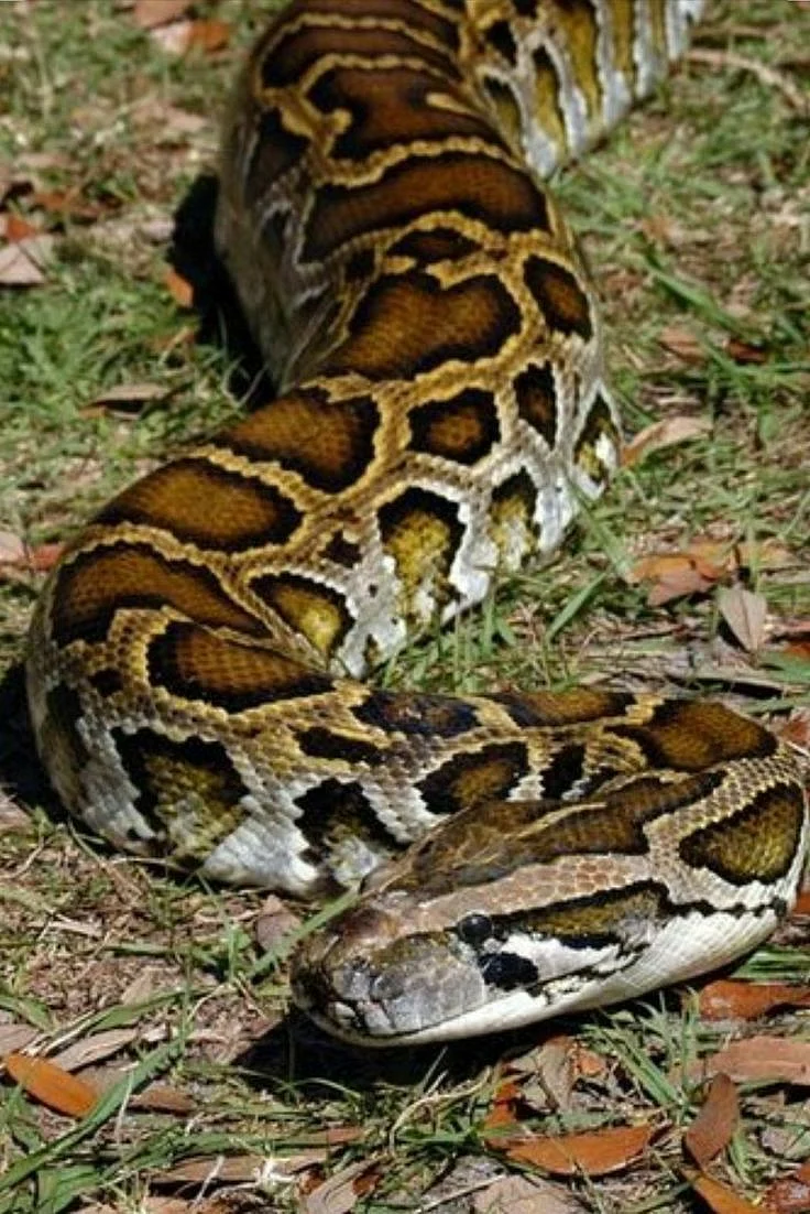 snakes 4