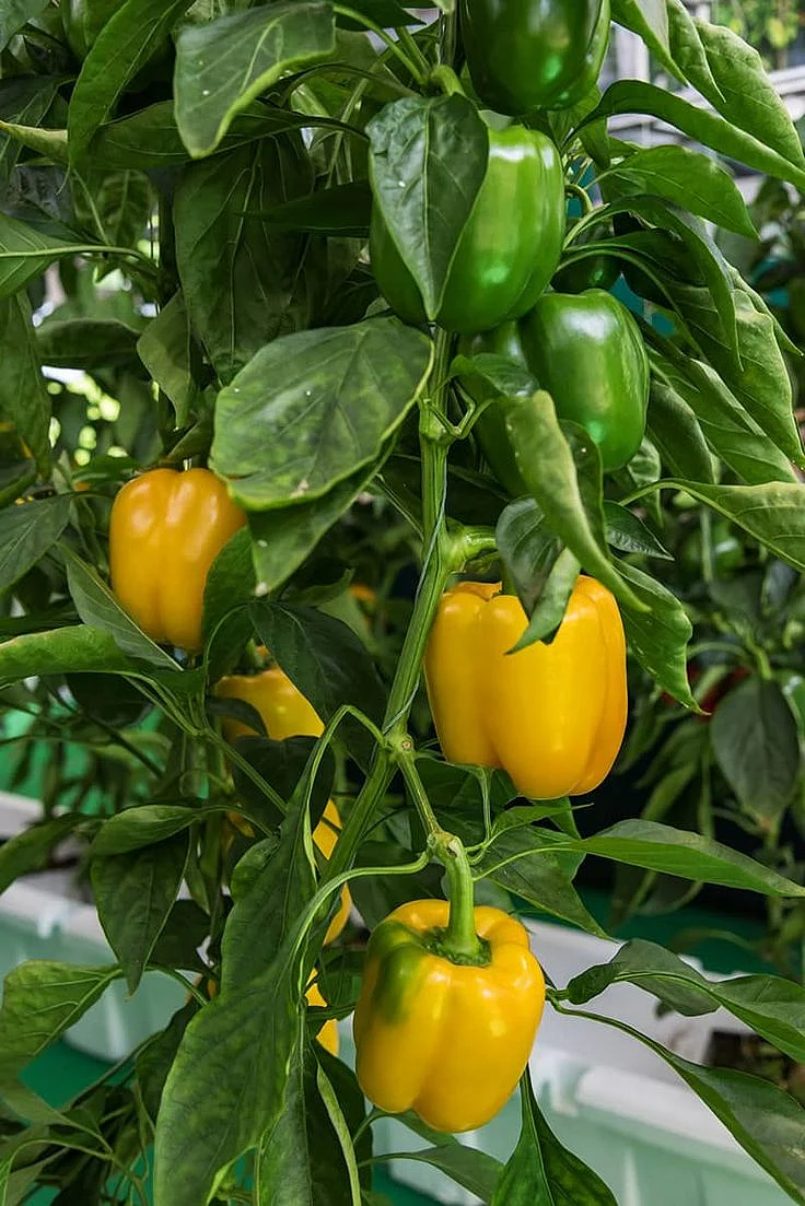 vegetable 9