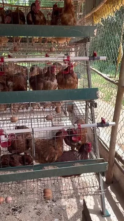 TikTok · La Vie au Bec 🐔