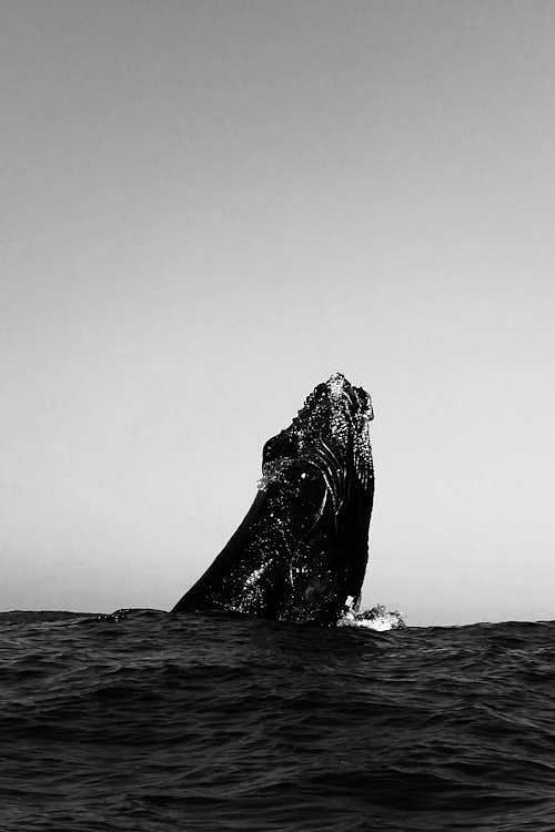 whale 8