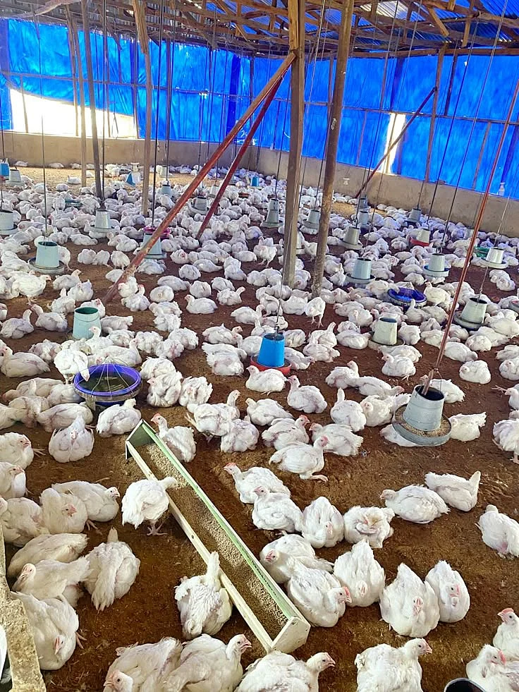 Deep litter system