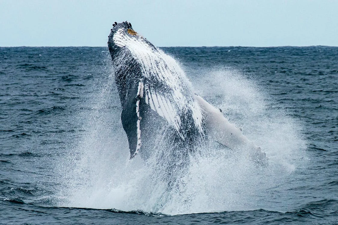 whale 6