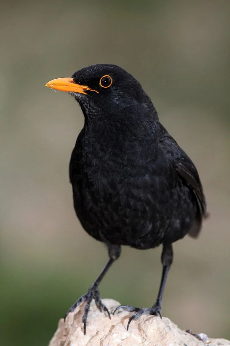 birds 5