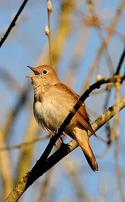 birds 8