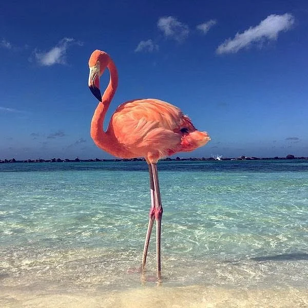 animals 8