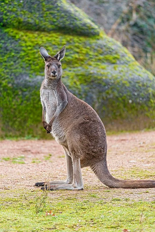 animals 11
