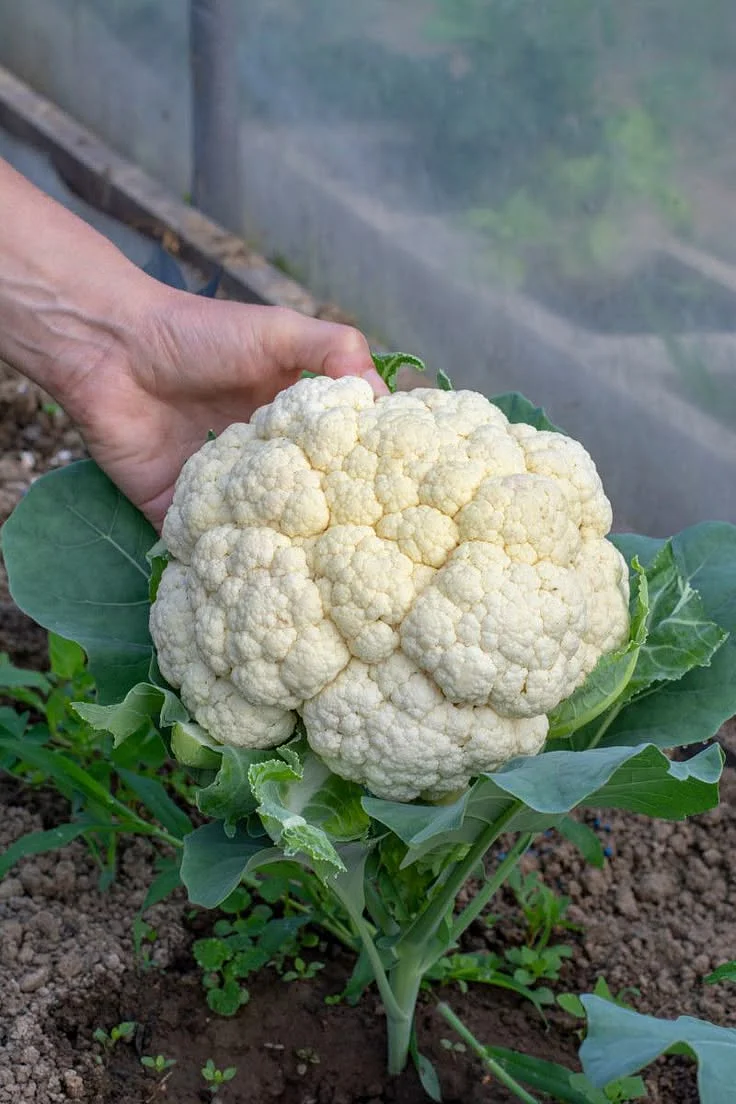 Cauliflower 1