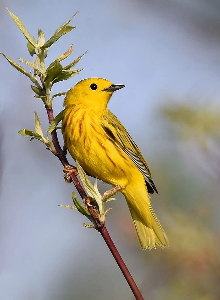 birds 7