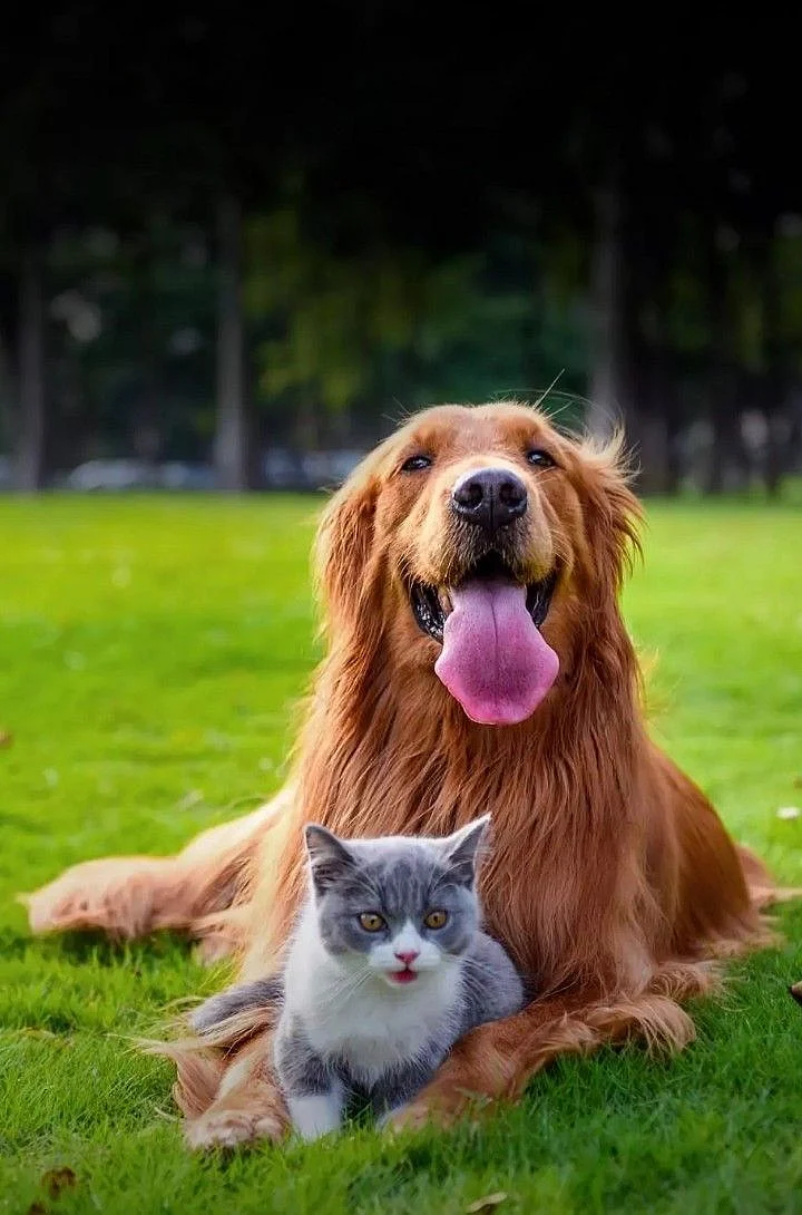 animals 1