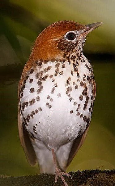 birds 6
