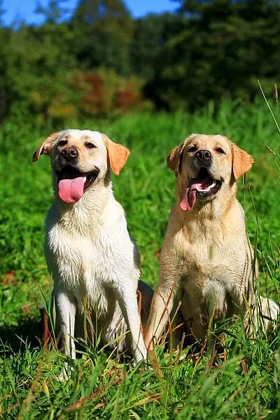 animals 2