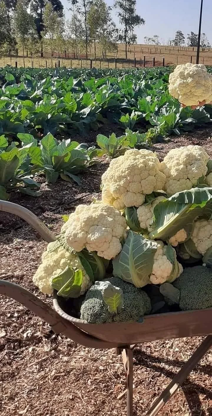 Cauliflower 2