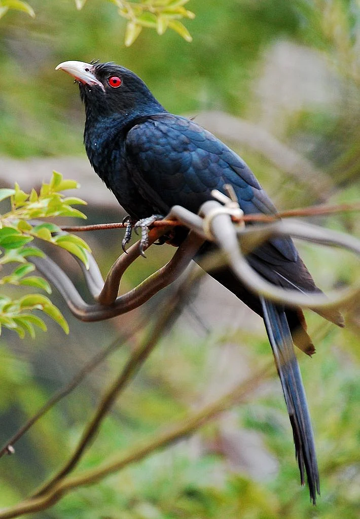 birds 4