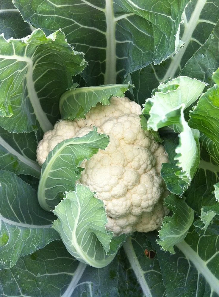 Cauliflower 3