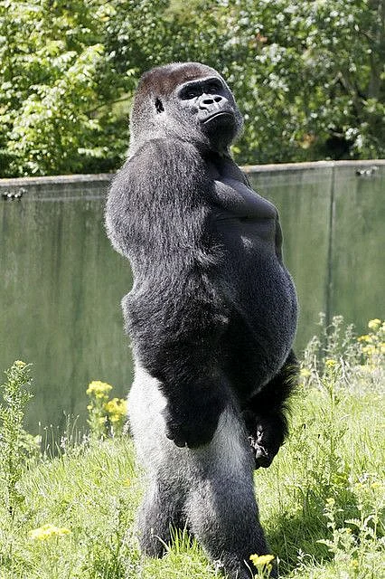 animals 4