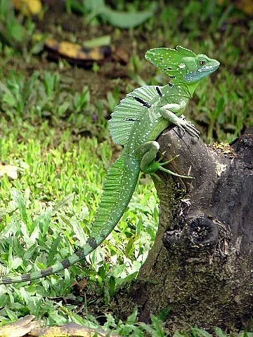 animals 9