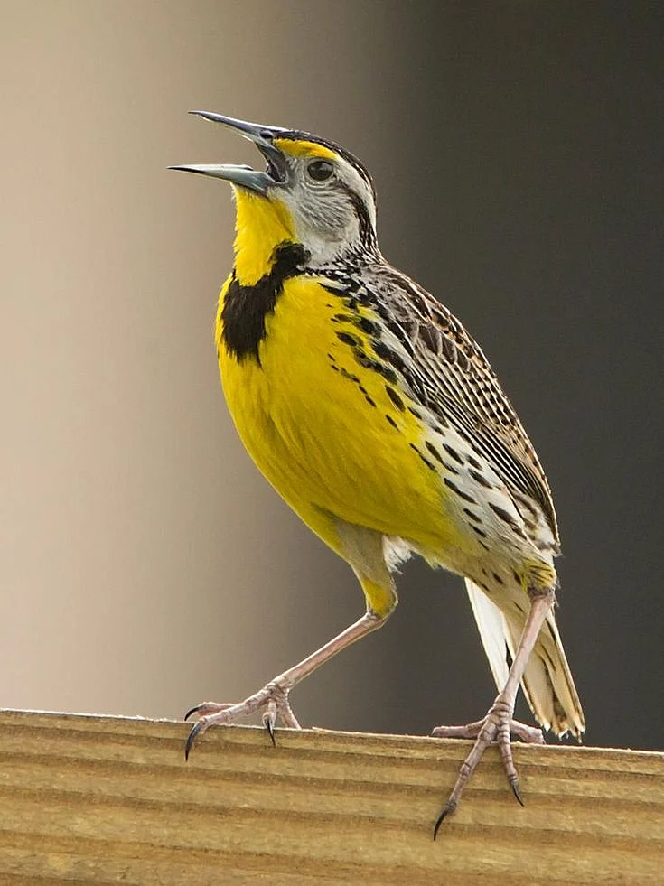 birds 10