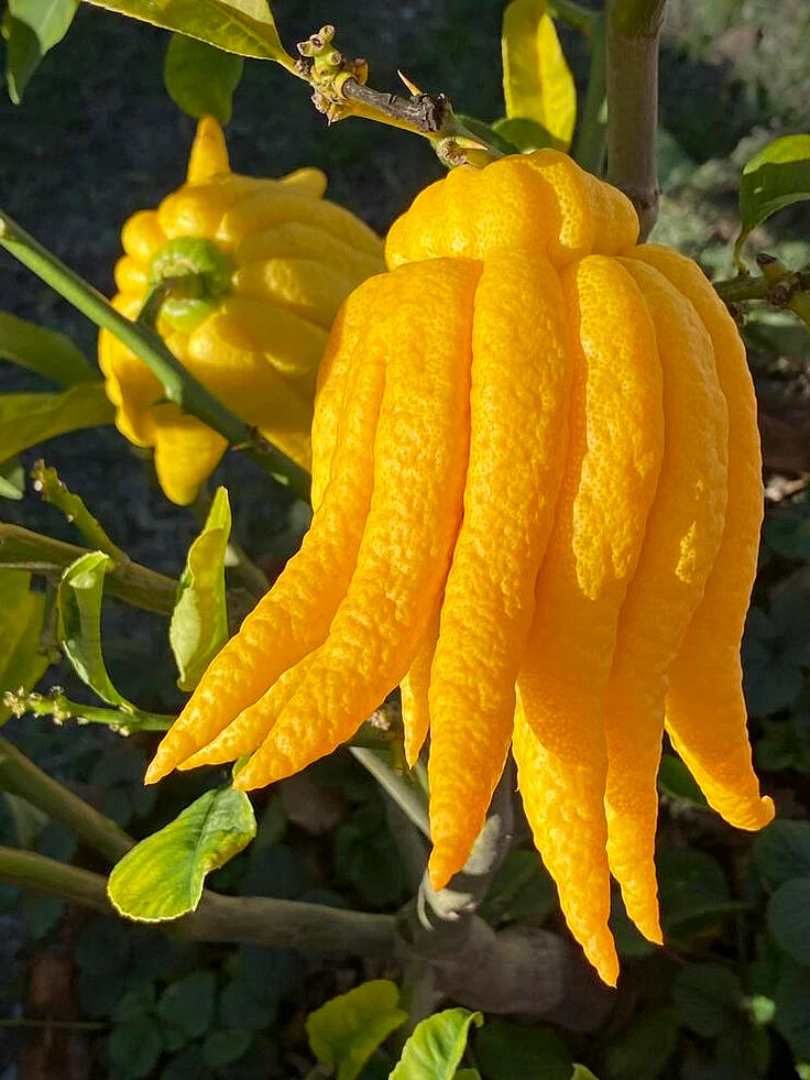 Buddha s hand