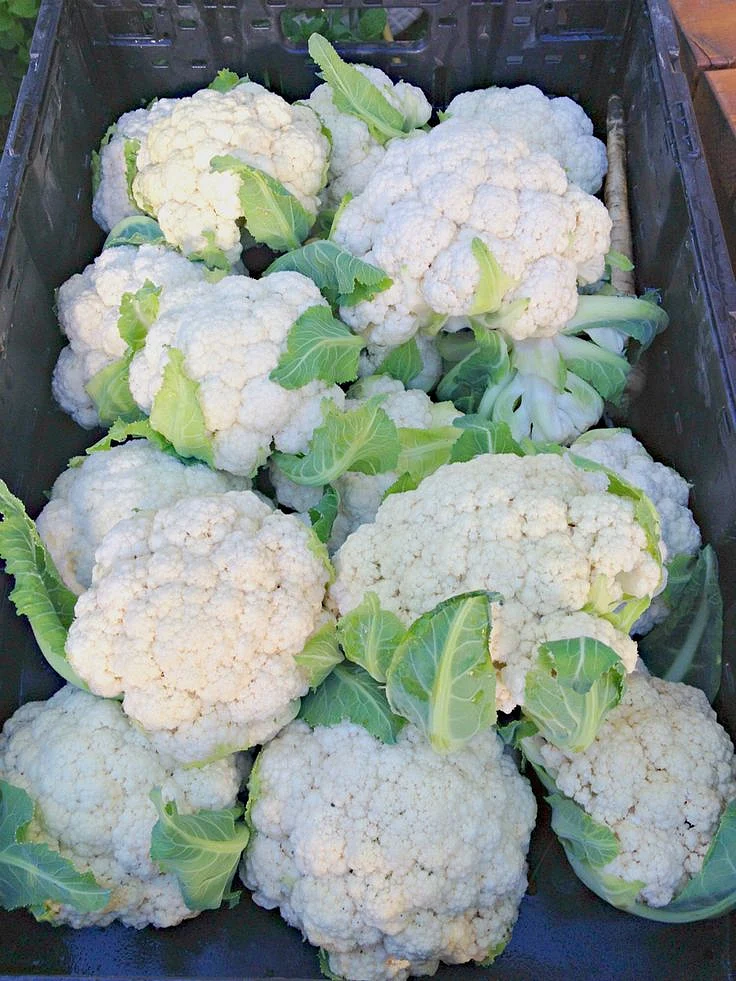 Cauliflower 6