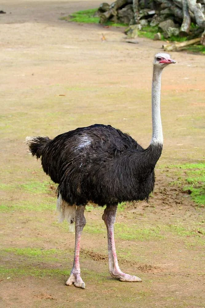 animals 6