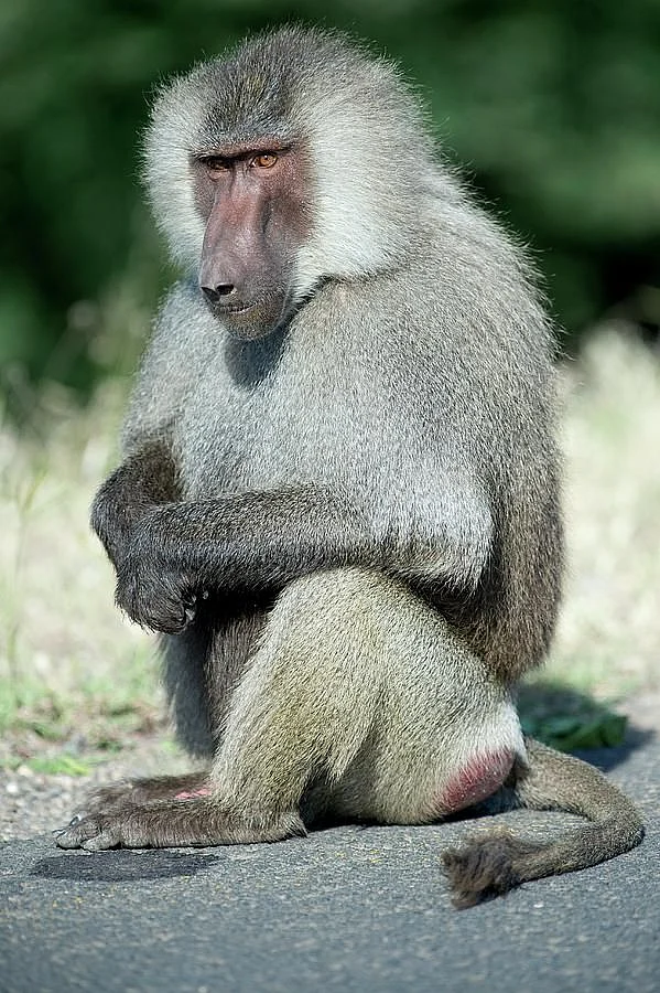 animals 12