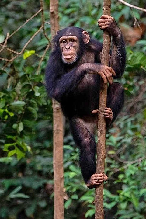 animals 5