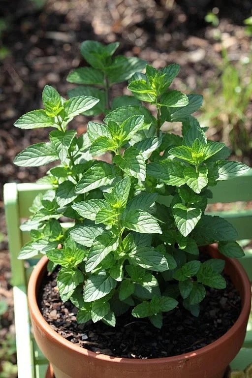 Mint Leaves 21