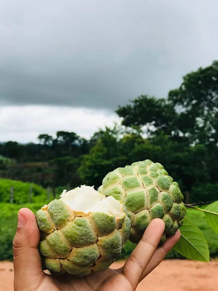 Custard Apple 5