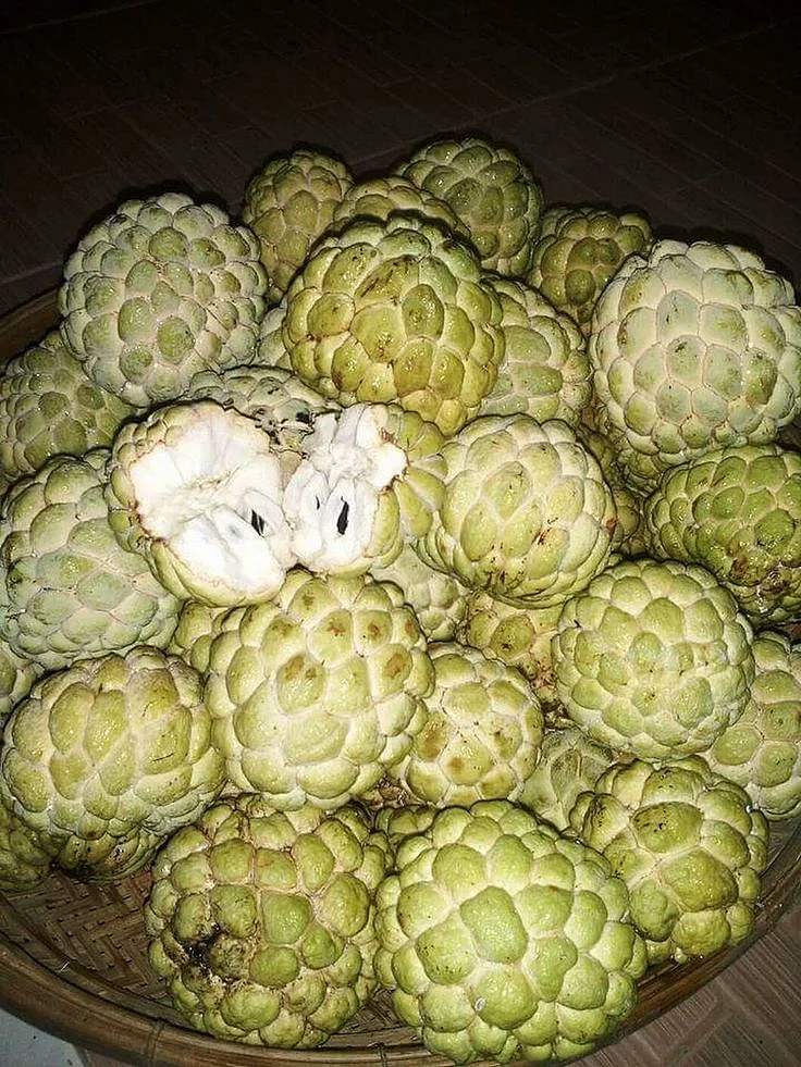 Custard Apple 6