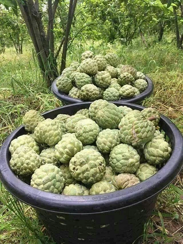Custard Apple 7