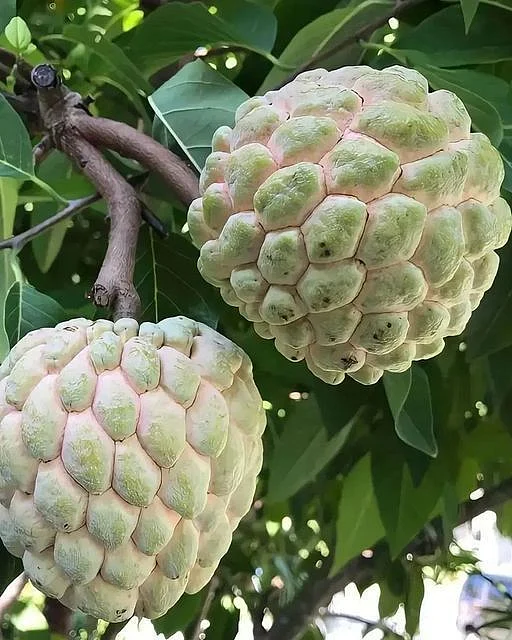 Custard Apple 1
