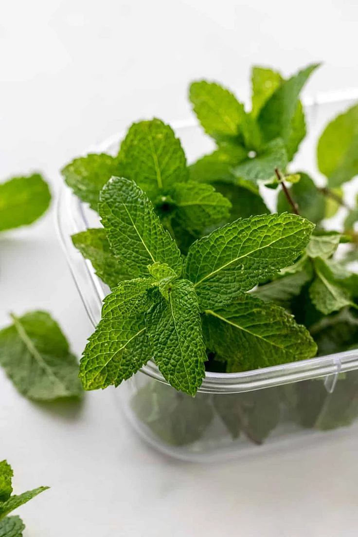 Mint Leaves rty56